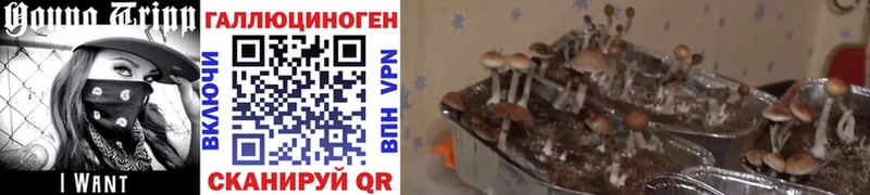 Псилоцибиновые грибы MAGIC MUSHROOMS  Магас 